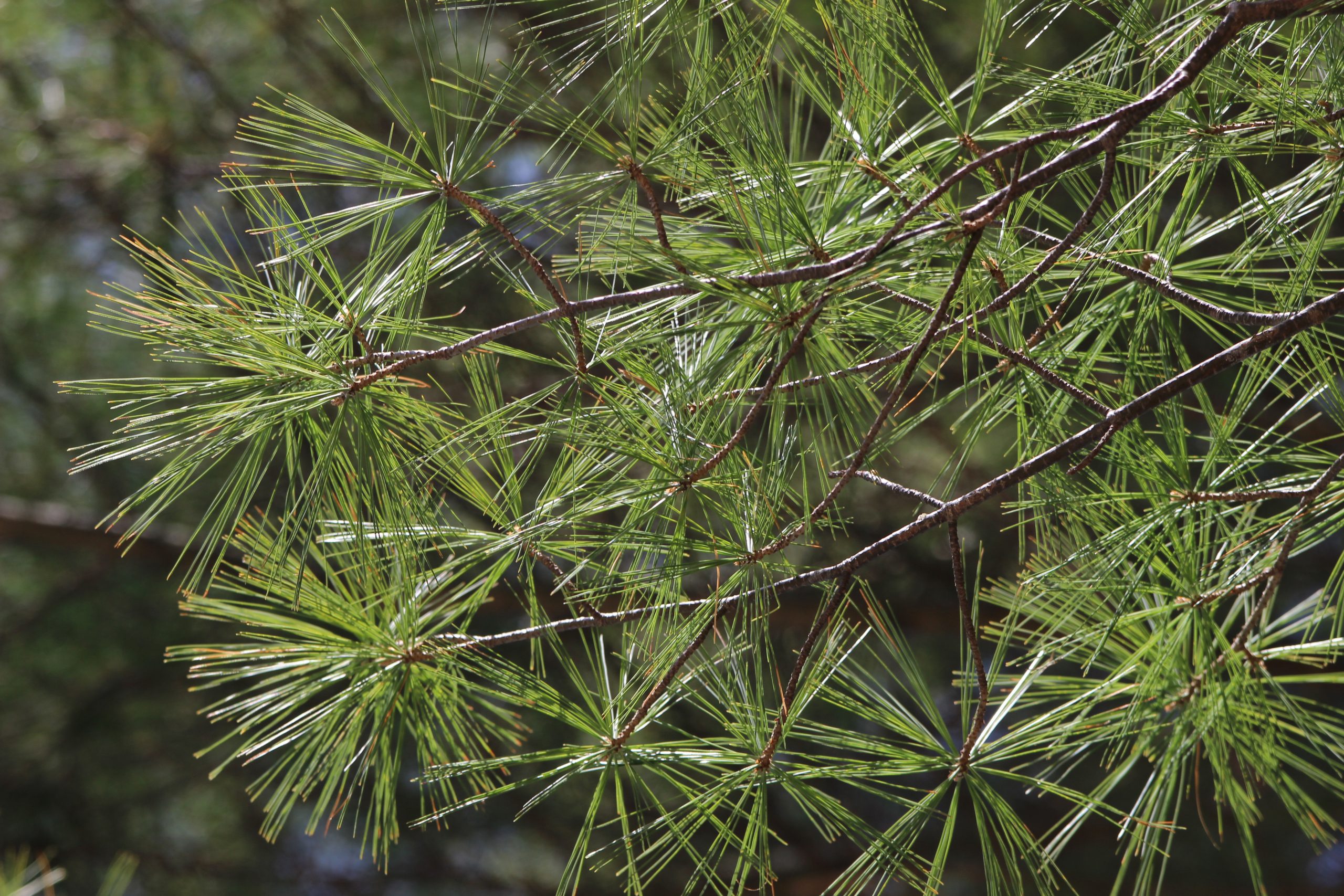Create a tree grove with shortleaf pines