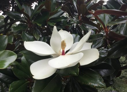 Tree of the month: Southern Magnolia