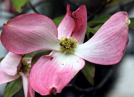 Tree of the Month: Flowering Dogwood