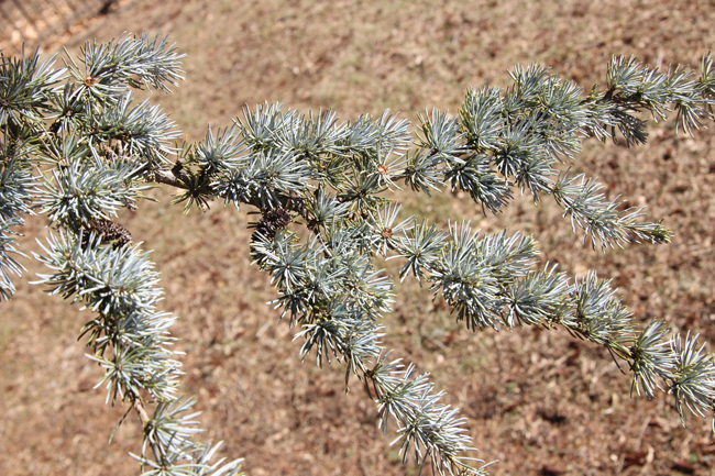 Tree of the Month: Atlas Cedar