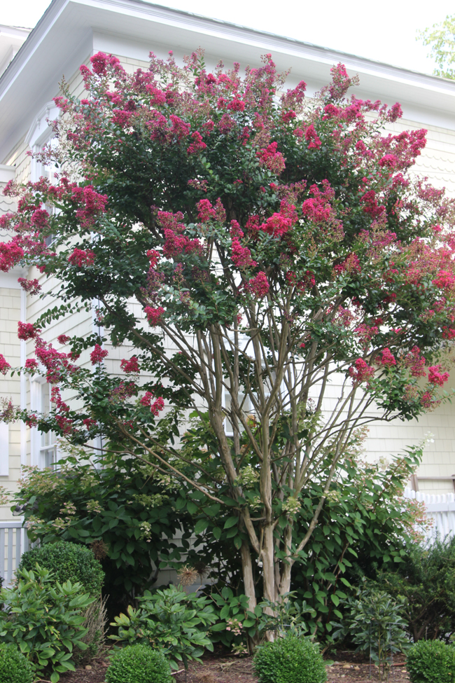 Tree Of The Month Crape Myrtle Shelter Island Friends Of Trees