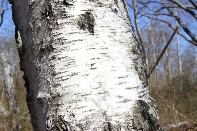 Tree of the Month: White, Gray and River Birch