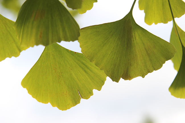 Tree of the Month: Ginkgo Biloba