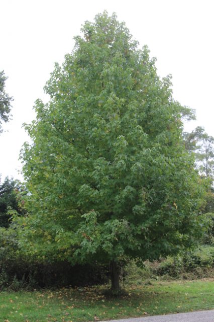 Tree of the Month: Sweetgum - Shelter Island Friends of Trees