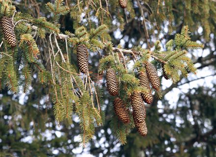 Tree of the month: Norway Spruce