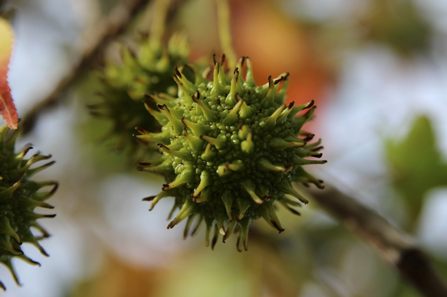 Tree of the Month: Sweetgum