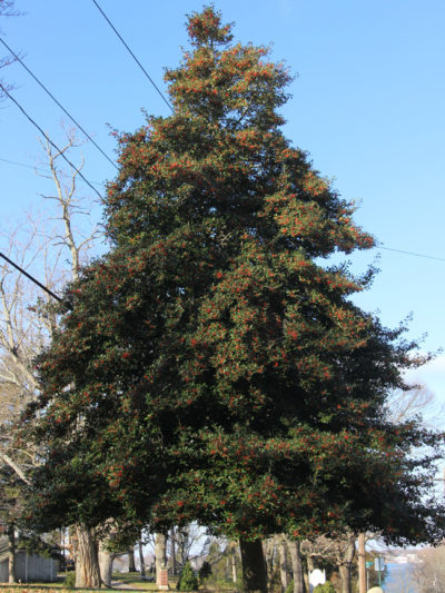 Tree of the Month: American Holly - Shelter Island Friends of Trees