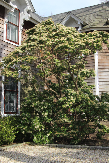 of the Month: Japanese Pieris - Shelter Island Friends of Trees
