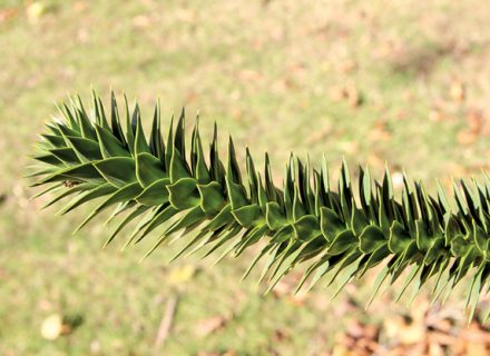 Tree of the Month: Monkey Puzzle