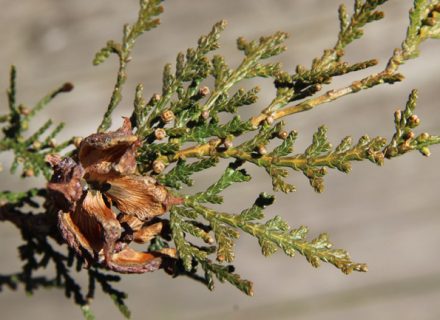 Tree of the Month: White Cedar