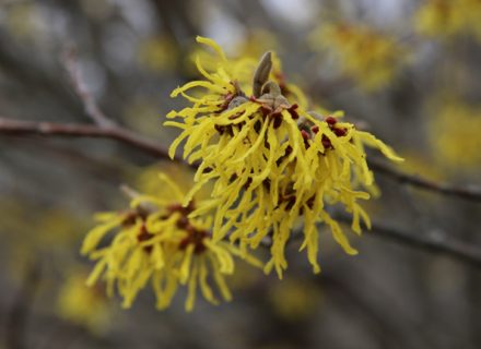 Tree of the Month: Witch Hazel
