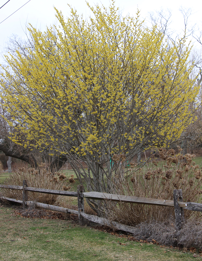 tiny witch hazel tree