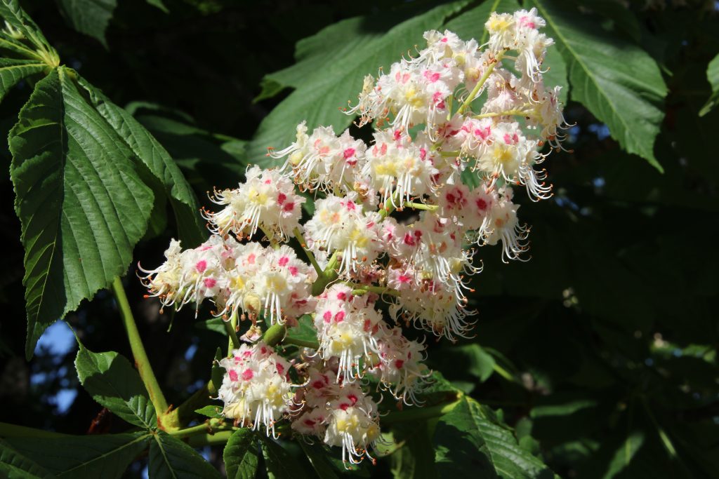 Tree of the Month: Common Horsechestnut - Shelter Island Friends of Trees