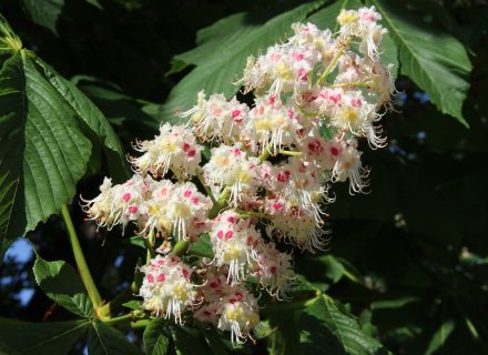 Tree of the Month: Common Horsechestnut
