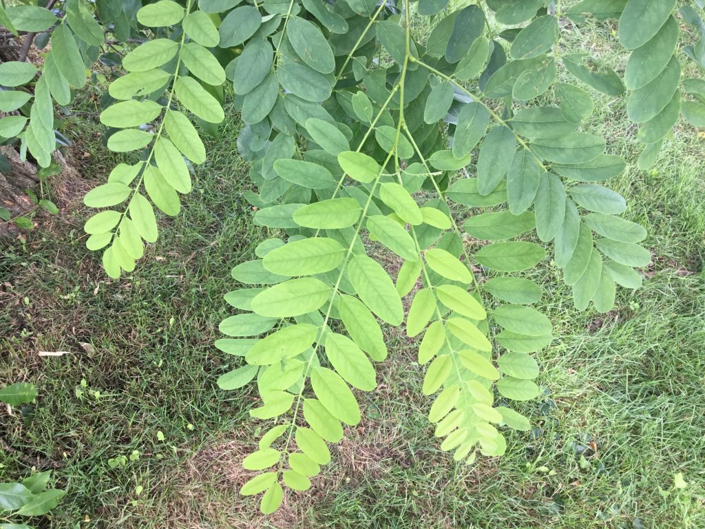 Tree of the Month: Black Locust - Shelter Island Friends of Trees