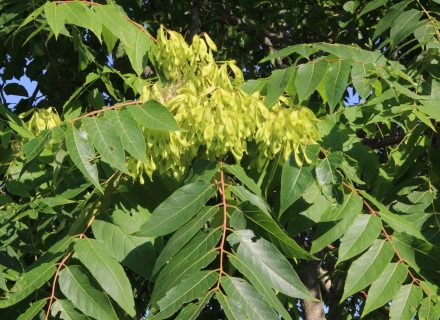 Tree of the Month: Tree of Heaven