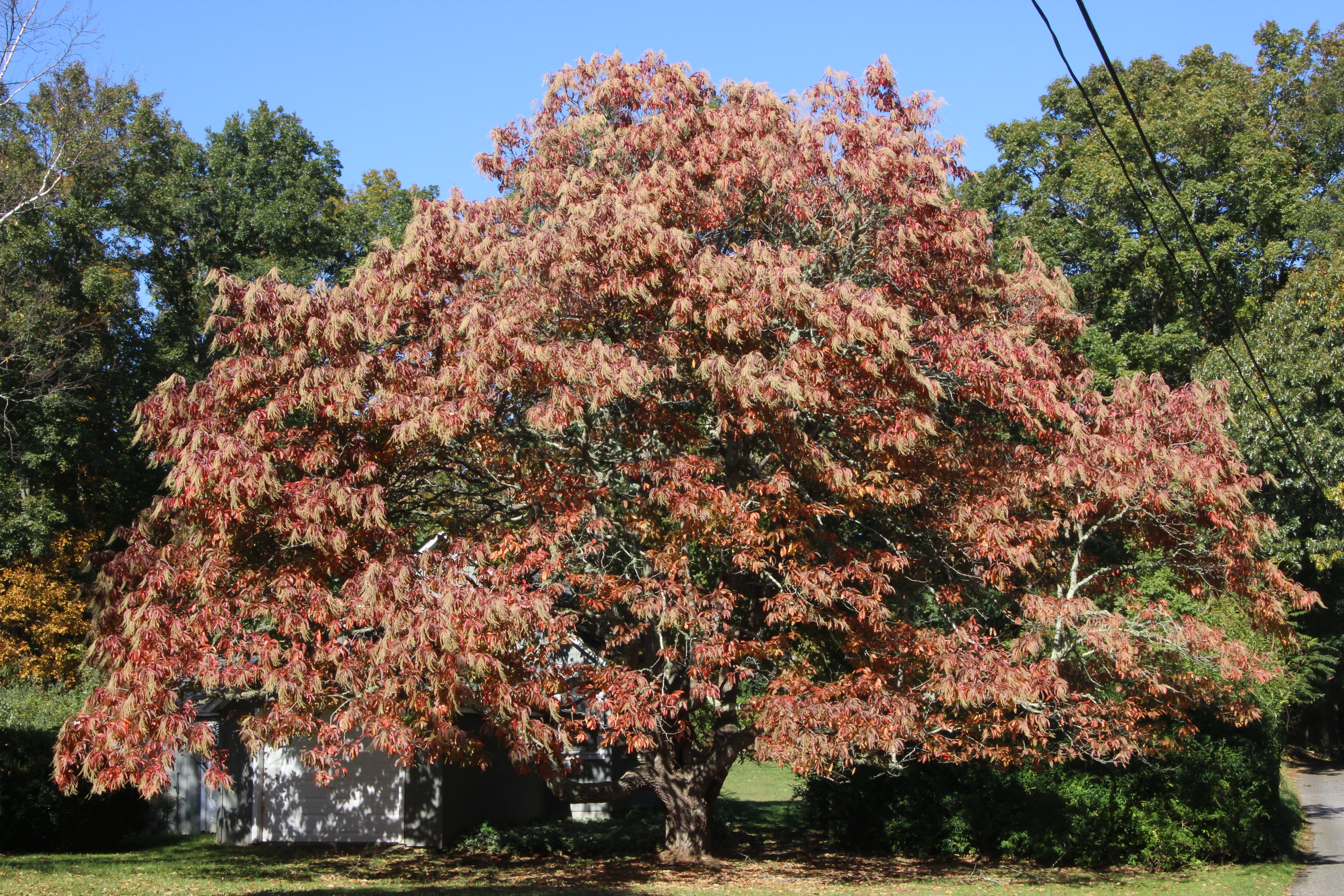 Tree Of The Month Sourwood Shelter Island Friends Of Trees