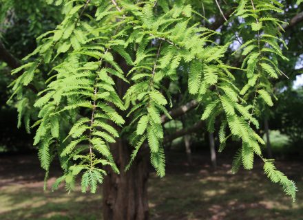 Tree of the Month: Dawn Redwood