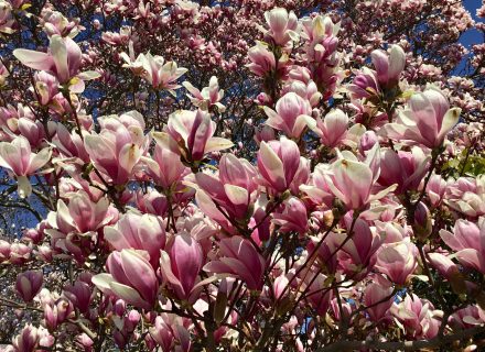 Tree of the Month: Saucer Magnolia