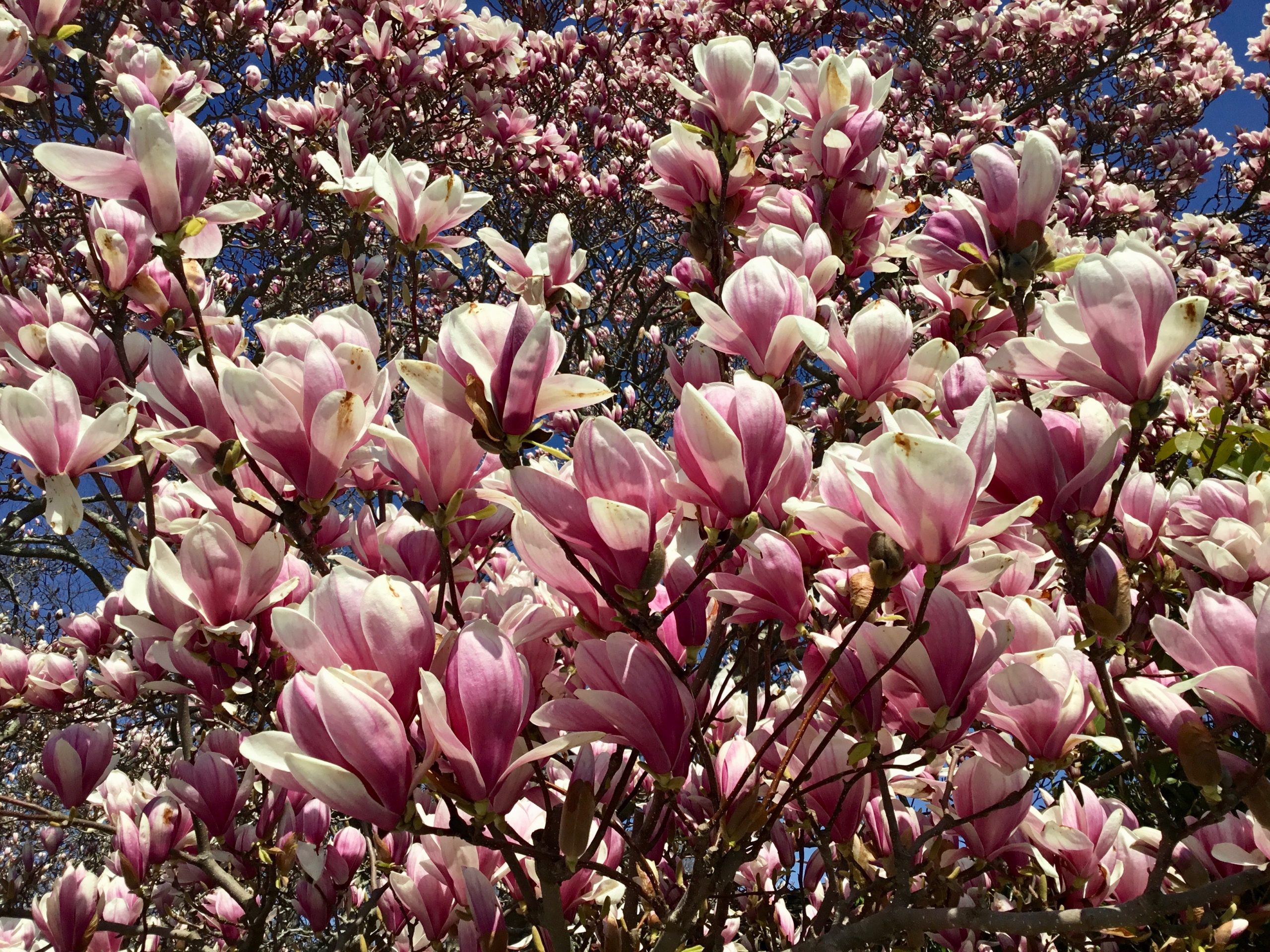 Tree of the Month: Saucer Magnolia - Shelter Island Friends of Trees