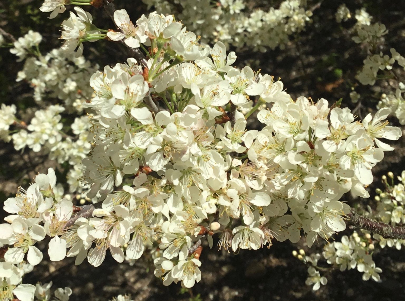 Tree of the Month Beach Plum Shelter Island Friends of Trees