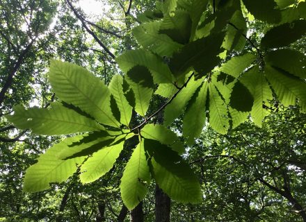 Tree of the Month: American Chestnut