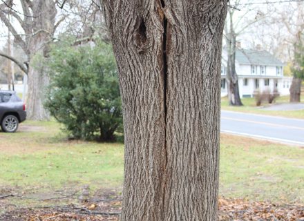 Tree News:  What’s Happening To Our Island Trees?